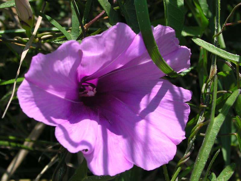 Ipomoea sagittata / Campanella selvatica